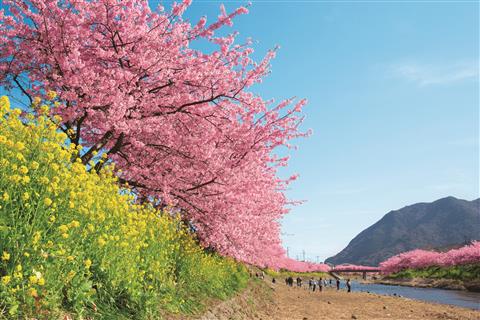 河津桜(写真提供：静岡県観光協会)